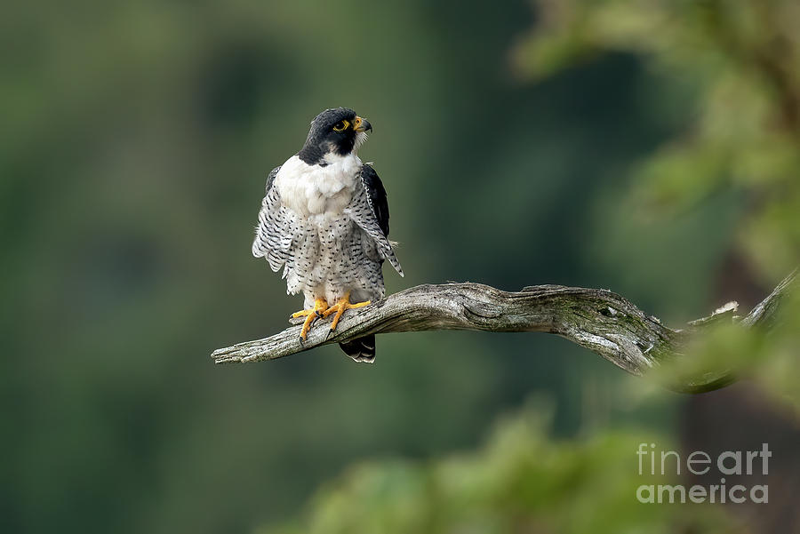 Beautiful peregrine falcon resting on perch Photograph by Sam Rino