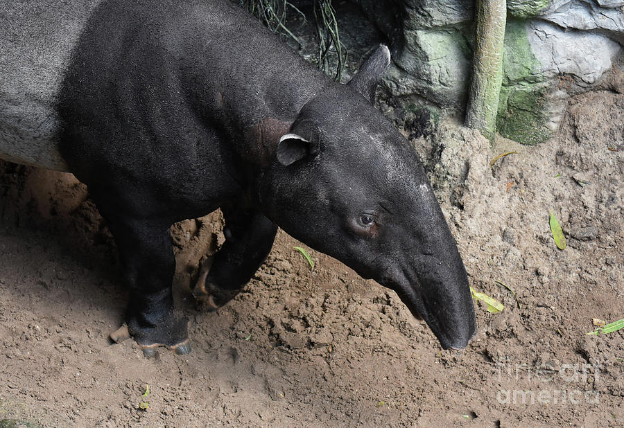 Beautiful photo of a wild black and white tapir Photograph by DejaVu Designs