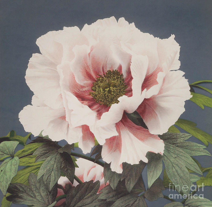 Beautiful photomechanical print of Peony 1887-1897 by Ogawa Kazumasa ...