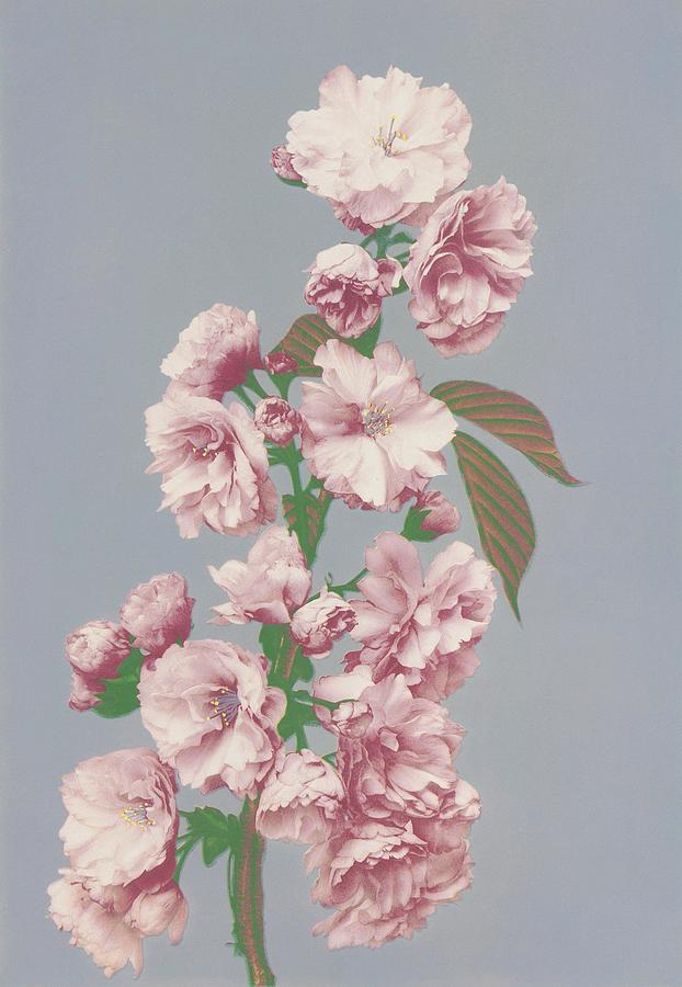 Orchid Painting - Beautiful photomechanical prints of Cherry Blossom - 1887-1897 by Ogawa Kazumasa by Les Classics