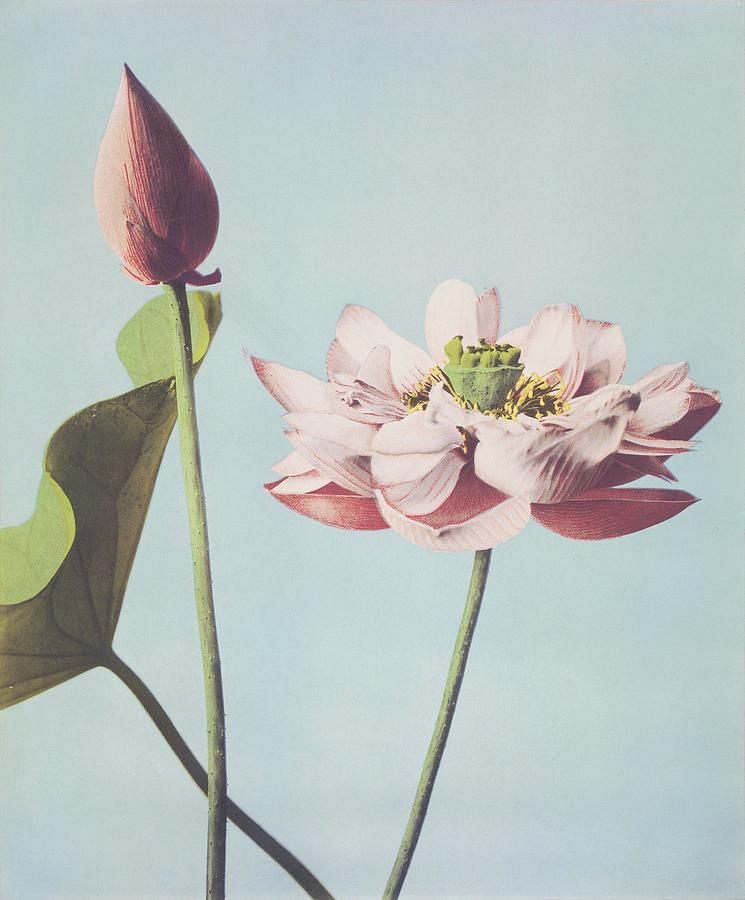 Vintage Painting - Beautiful photomechanical prints of Lotus Flowers - 1887-1897 by Ogawa Kazumasa by Les Classics