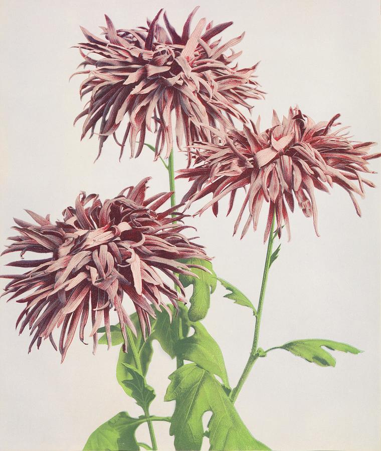 Flower Painting - Beautiful photomechanical prints of Three Pink Chrysanthemum - 1887-1897 by Ogawa Kazumasa by Les Classics