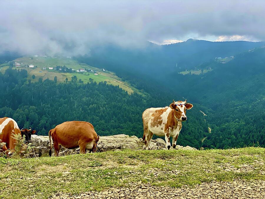 Beautiful Picnic for Farm Cows in Nature - Trabzon - Turkey Photograph ...