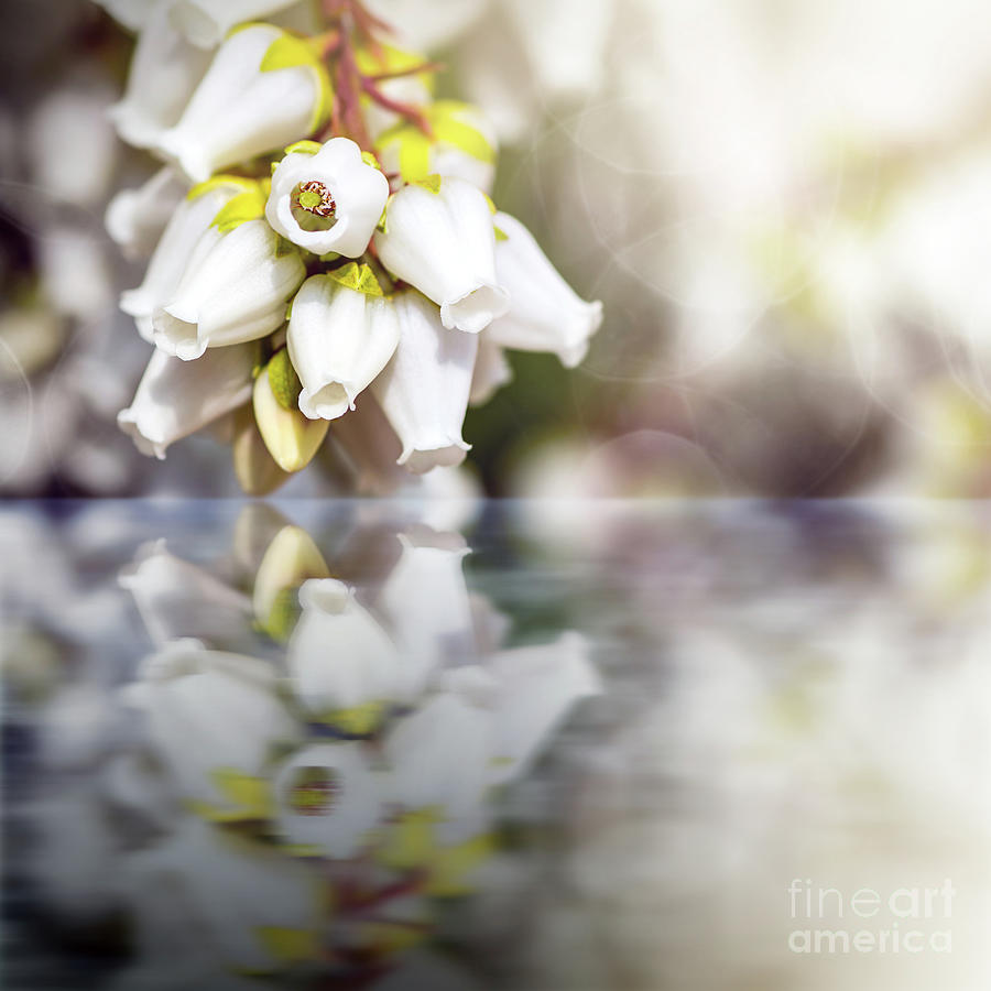 Beautiful Pieris Japonica flowers blossoming in spring water reflection Photograph by Gregory DUBUS