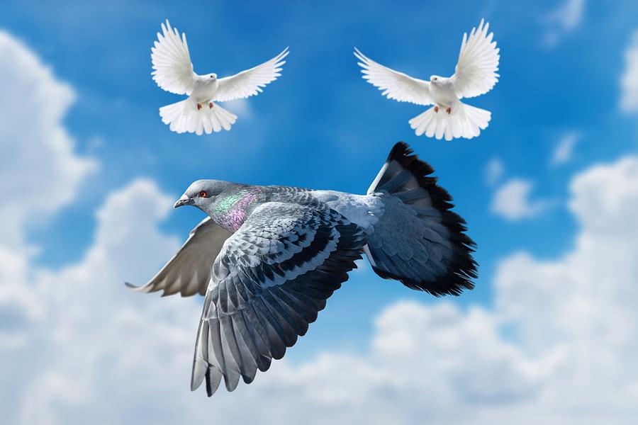 Beautiful pigeon flying, two pigeons flying near on blue sky Photograph ...