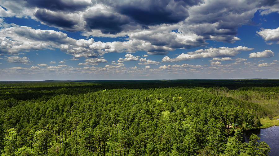 Beautiful Pine Barrens Landscape Photograph by Louis Dallara