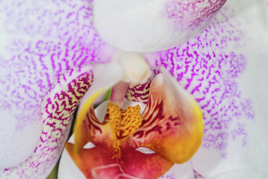 Beautiful Pink And White Spotted Orchid Closeup Photograph