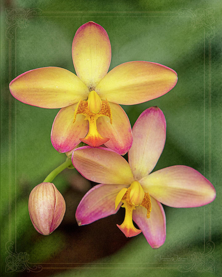 Beautiful Pink and Yellow Ground Orchids Photograph by Teresa Wilson