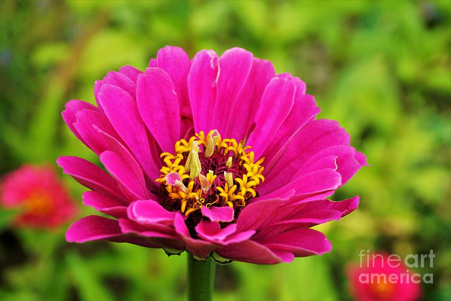Beautiful Pink Blossom - Probably Of A Zinnia Or Cosmos Plant Photograph