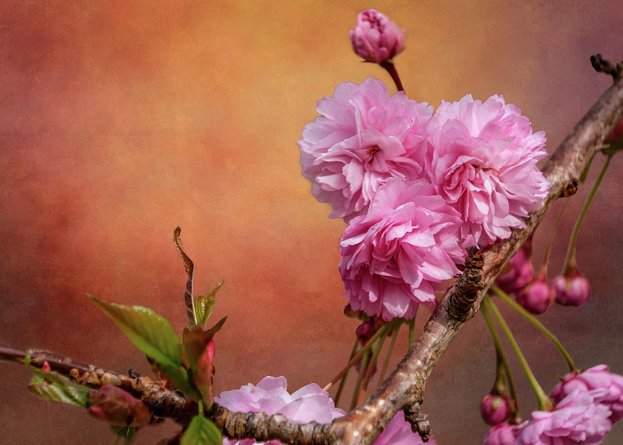 Beautiful Pink Blossom Photograph by Sue Leonard