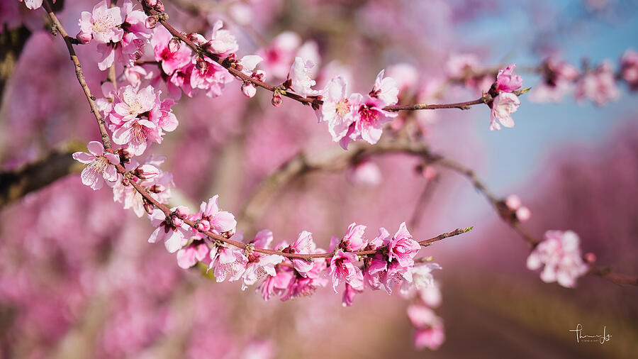 Spring Photograph - Beautiful Pink Blossoms in Spring, Fresno, CA by Thomas Ly