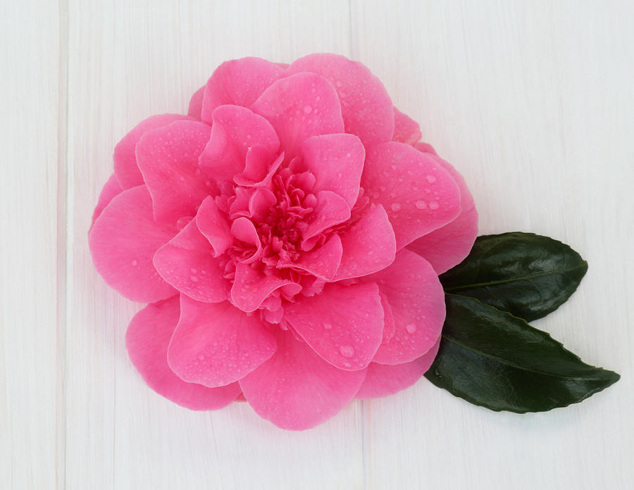 Beautiful pink camellia with water drops Photograph by Rosemary Calvert