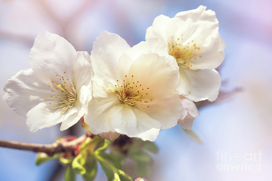 Beautiful pink cherry blossom closeup Photograph by Jane Rix