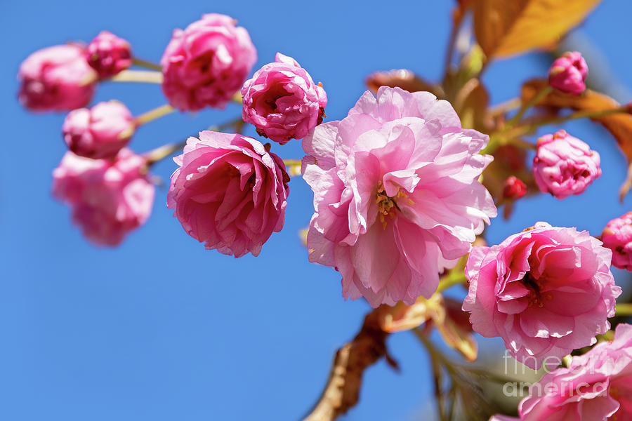 Beautiful pink cherry blossom closeup. Spring floral background with blue sky background. Space for text Photograph by Jane Rix