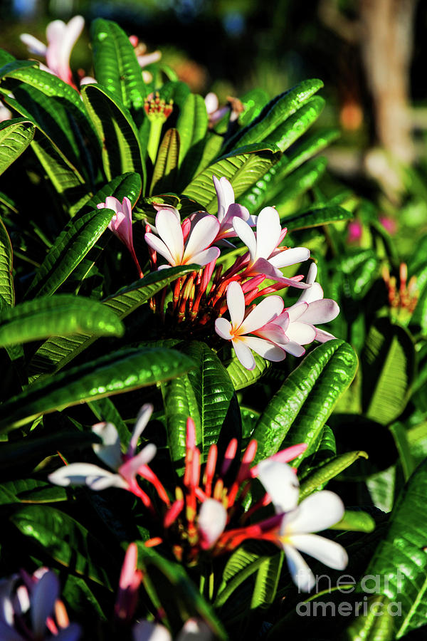 Beautiful Pink colored plumeria plant with fragrant blossoms.  Photograph by Gunther Allen