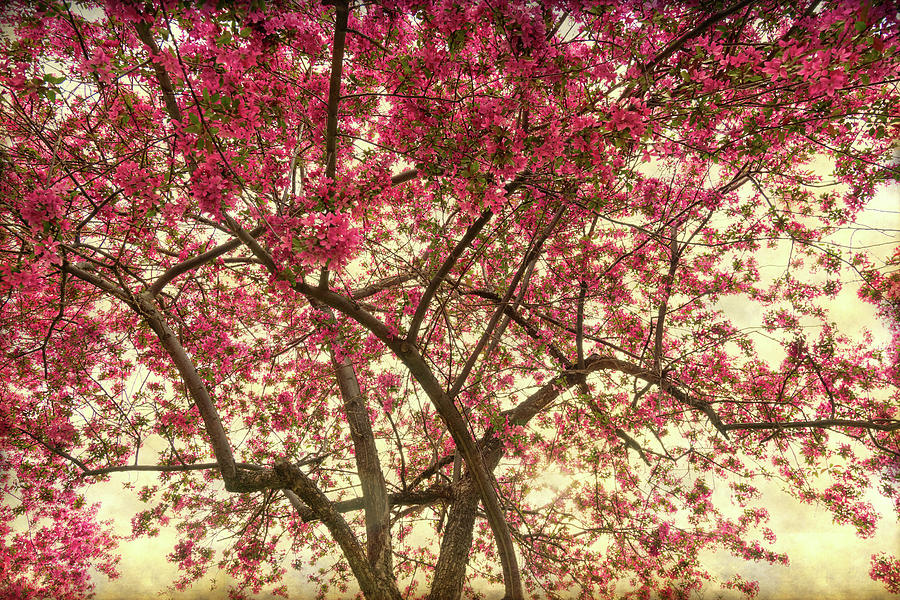 Beautiful Pink Crab Apple Blossoms Photograph by James BO Insogna