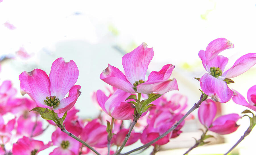 Beautiful Pink Dogwoods in full bloom- Howard County, Indiana ...