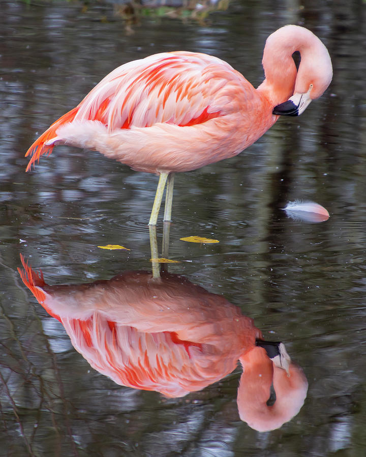 Beautiful Pink Flamingo Standing Photograph