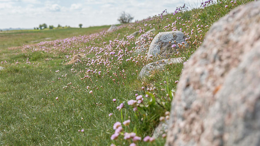 Beautiful pink flowers . Name Sea thrift Armeria Maritima Grow Photograph by Karlaage Isaksen