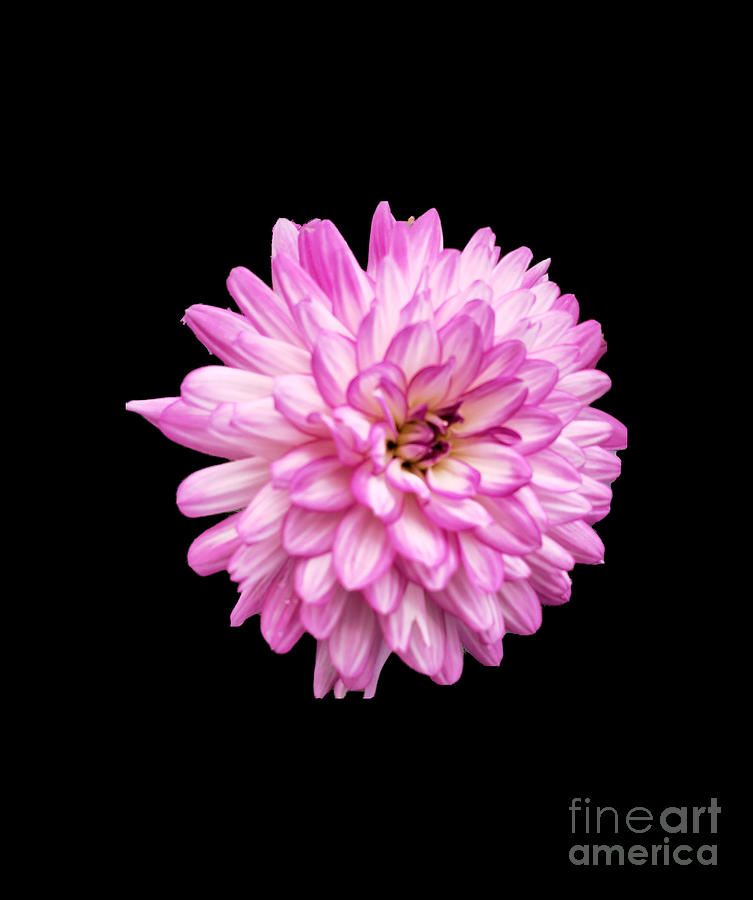 Beautiful Pink Flowers Photograph