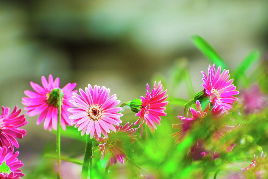 Beautiful Pink Gerber In The Garden With Blurred Background Photograph by  David Ridley - Pixels