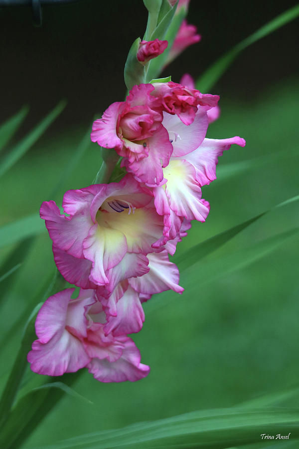 Beautiful Pink Gladiola Photograph by Trina Ansel