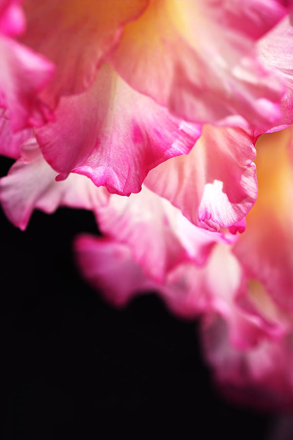 Beautiful Pink Gladiolus Petals Photograph by Joy Watson