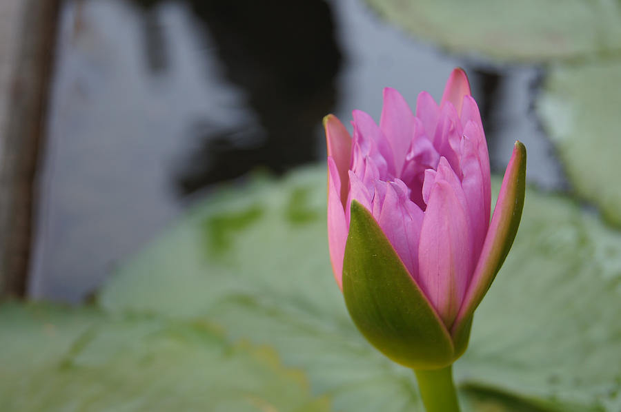 Beautiful Pink Lotus Flower Photograph by Likefeelgood