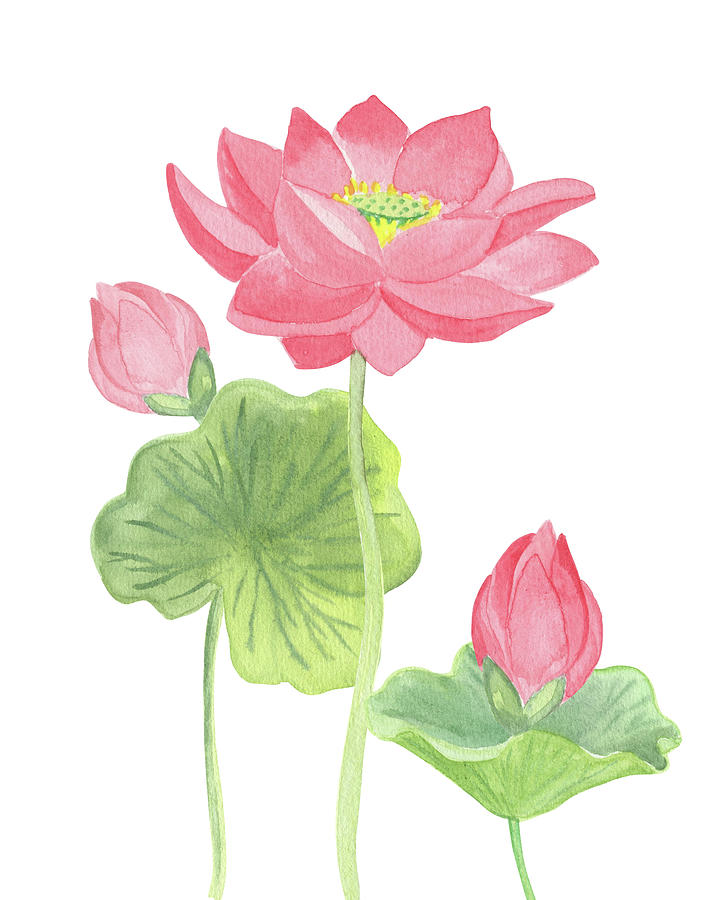 Lily Painting - Beautiful Pink Lotus Flower With Buds And Leaves Watercolor  by Irina Sztukowski
