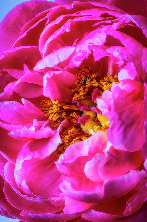 Beautiful Pink Peony Photograph by Garry Gay