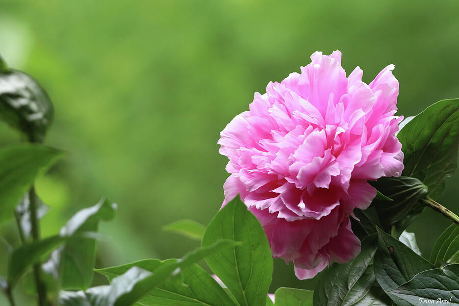 Beautiful Pink Peony Photograph by Trina Ansel Beautiful Pink Peony Photograph by Trina Ansel