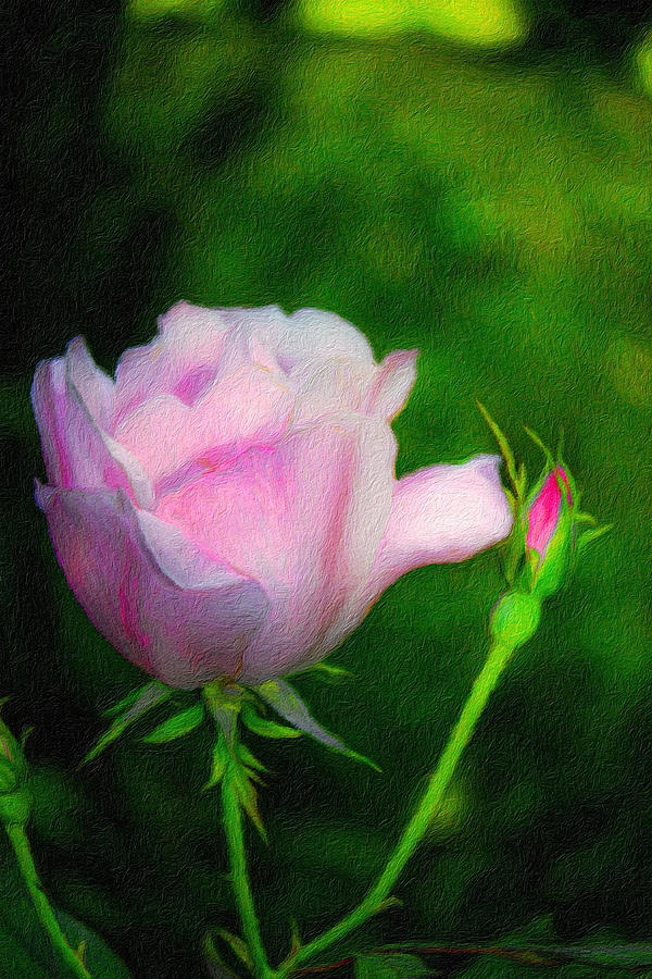 Beautiful Pink Rose Photograph by Diane Lindon Coy