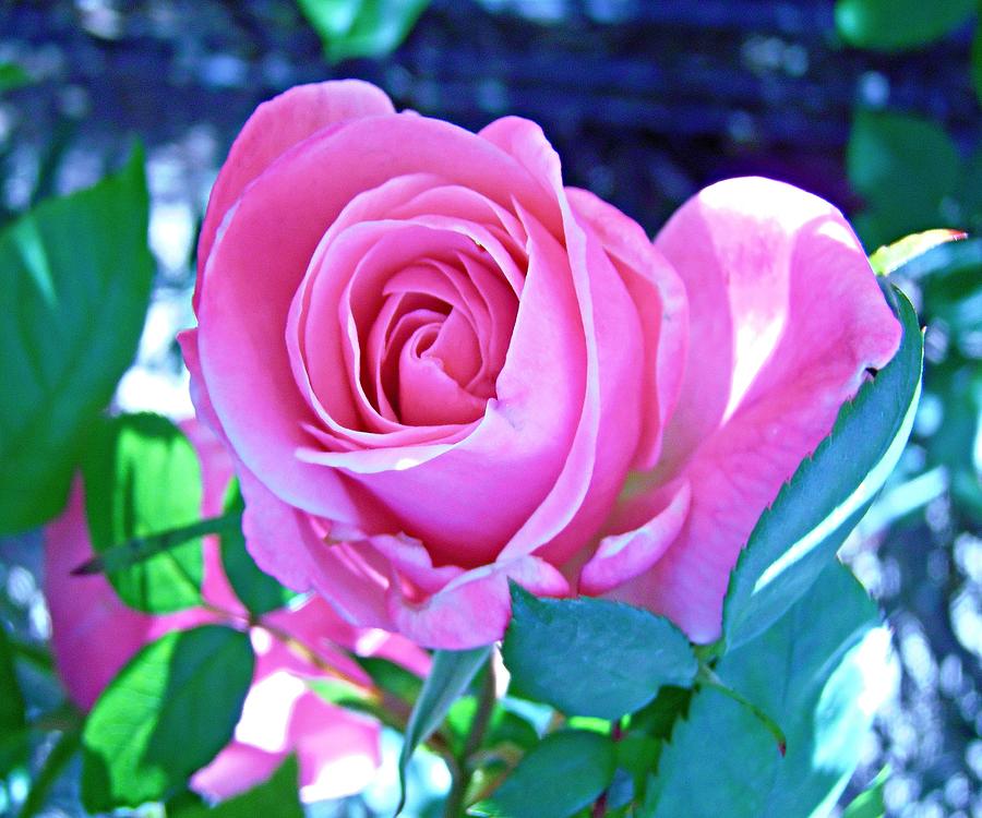 Beautiful pink rose Photograph by Stephanie Moore