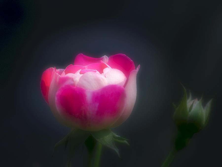 Beautiful Pink Rose with a Rosebud Photograph by Jeremy Hayden