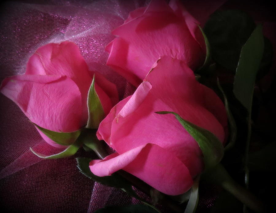Beautiful Pink Roses Photograph by Kay Novy