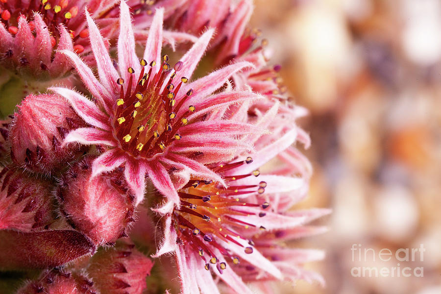 Beautiful pink Sempervivum flowers close up Photograph by Simon Bratt