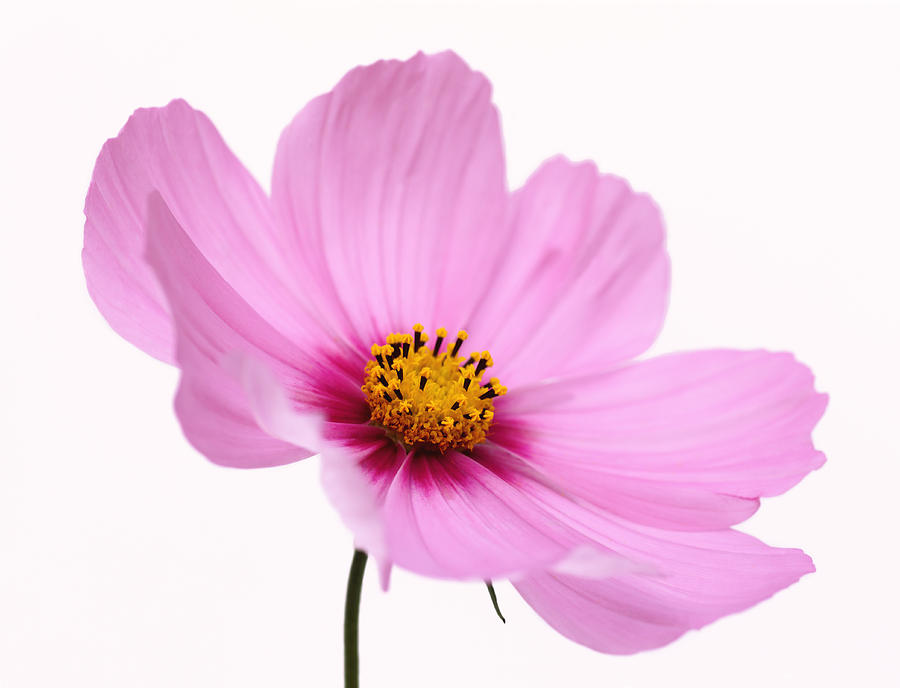 Beautiful pink, soft focus cosmos flower. Photograph by Rosemary Calvert
