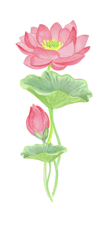 Beautiful Pink Watercolor Lotus Flower  Painting by Irina Sztukowski