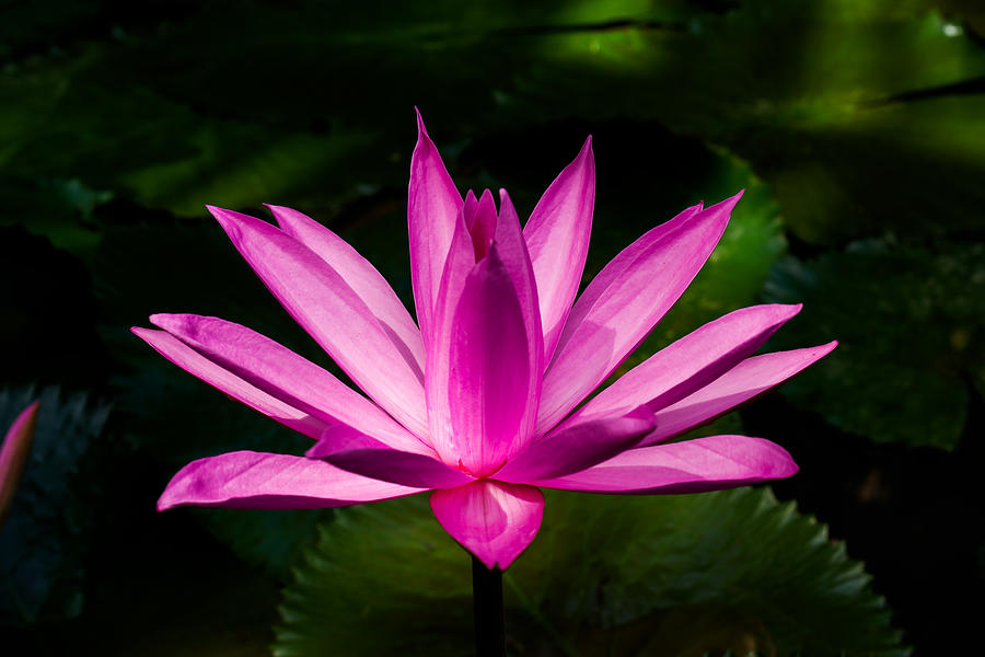Beautiful pink waterlily or lotus flower in pond Photograph by Berkah