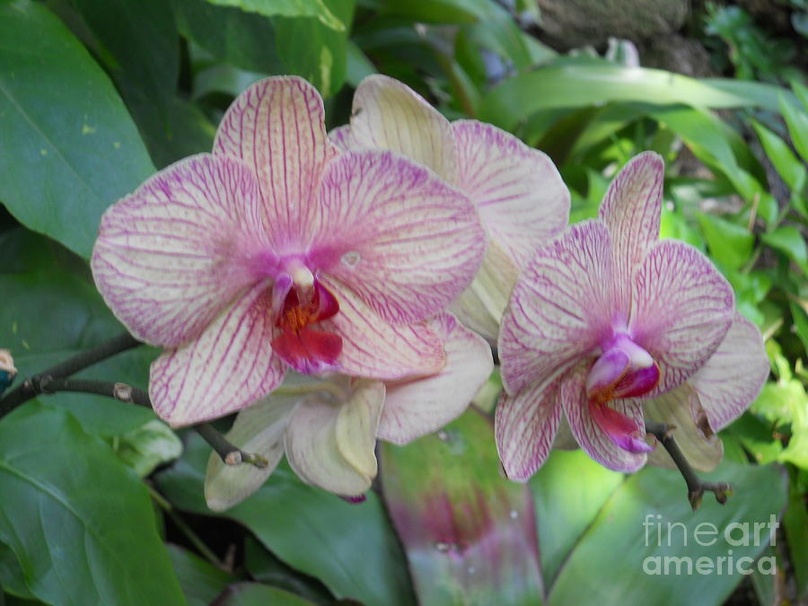Beautiful pink/white tropical orchids Photograph by M c Sturman