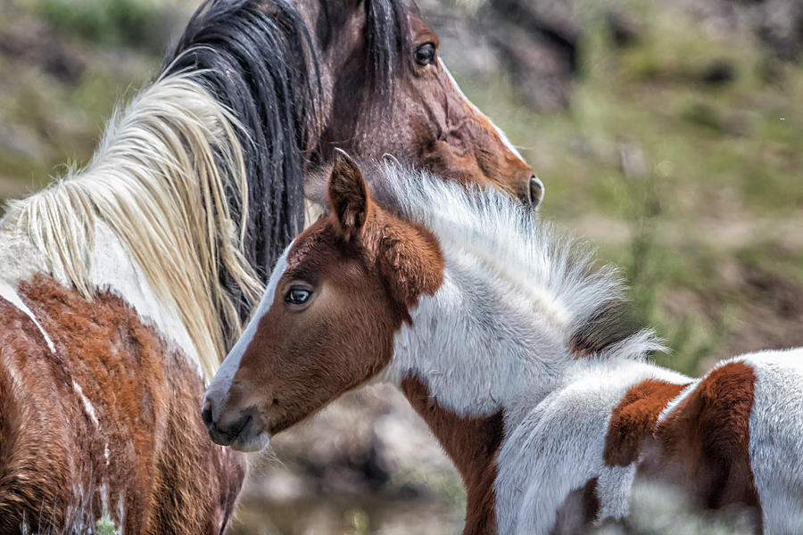 Beautiful Pinto Foal - South Steens Mustangs Photograph by Belinda Greb