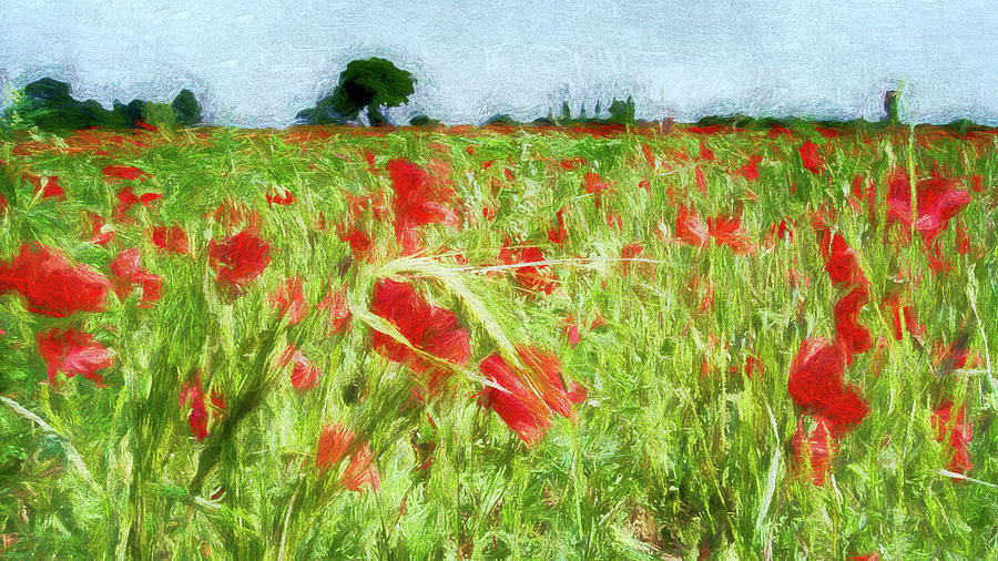 Beautiful poppies given a painterly look Photograph by Sue Leonard