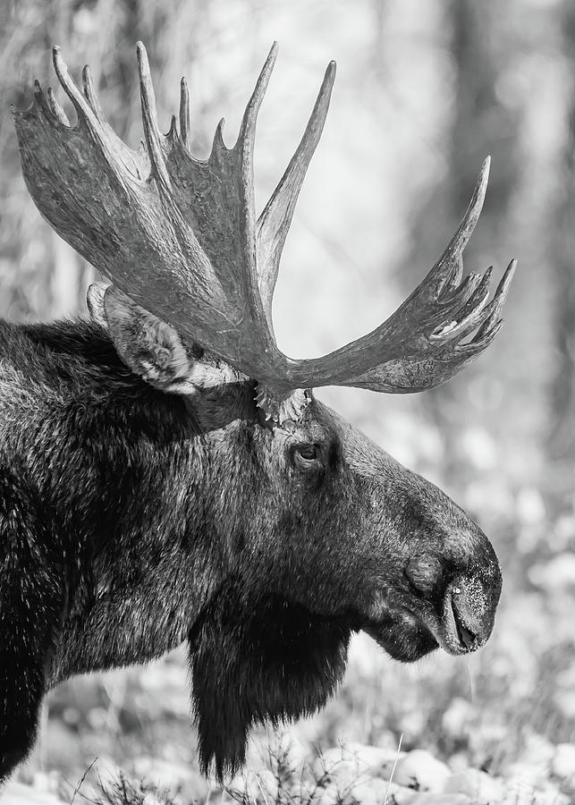 Beautiful Profile of a Bull Moose in Black and White Photograph by ...