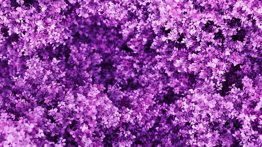 Beautiful Purple Background With Leaves, Season Of The Year. Vintage Illustration, 3d Rendering. Photograph