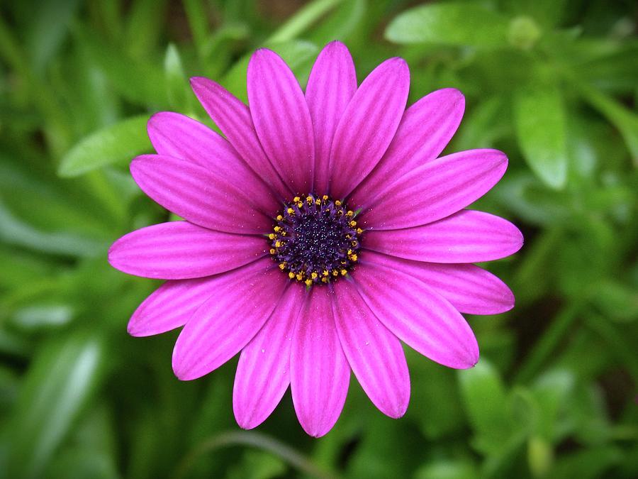 Beautiful Purple Flower Photograph by Edwardo Smith - Fine Art America