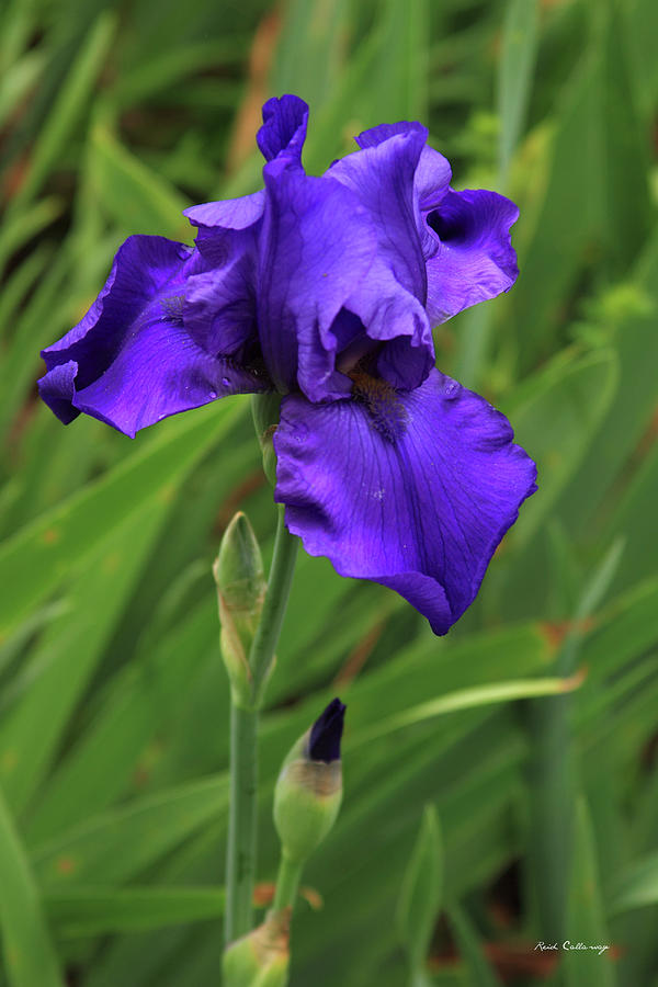 Beautiful Purple Iris Flower Art Photograph by Reid Callaway