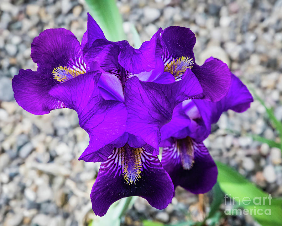 Beautiful purple iris Photograph by Lyl Dil Creations