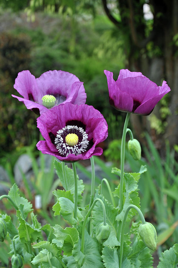 https://images.fineartamerica.com/images/artworkimages/mediumlarge/3/beautiful-purple-poppies-perl-photography.jpg