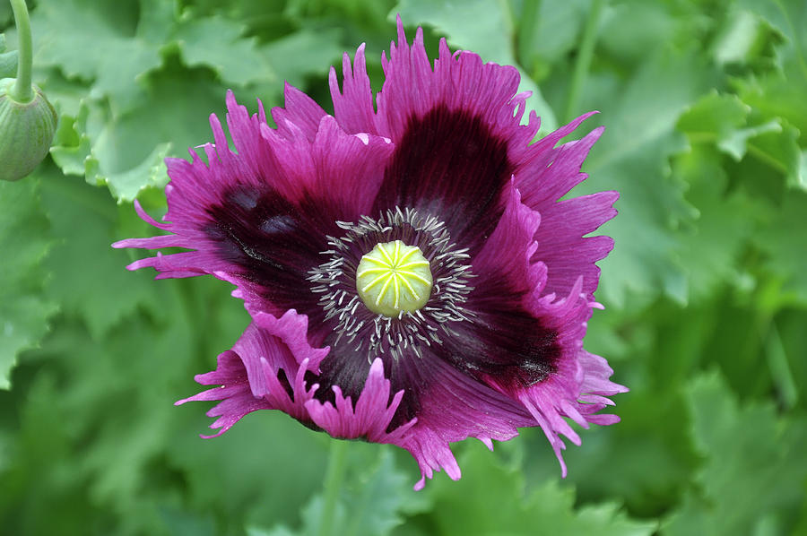 Poppy Photograph - Beautiful purple poppy by Perl Photography