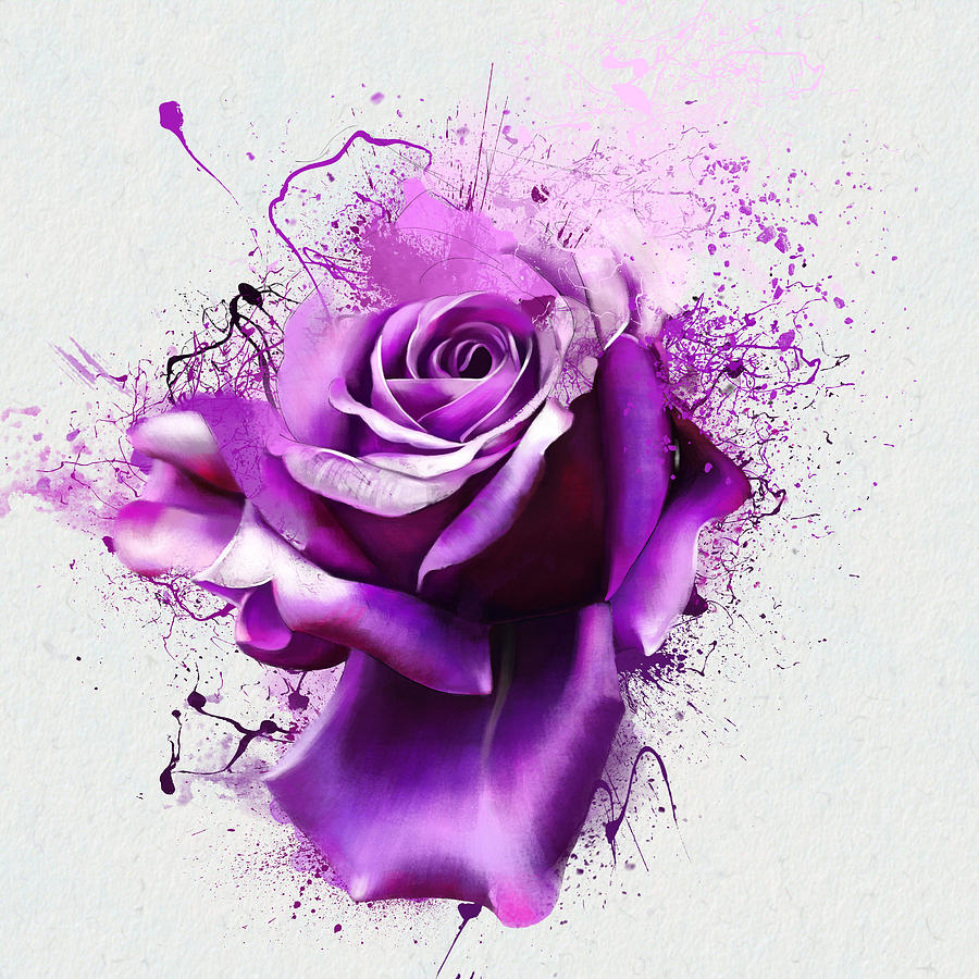 Beautiful purple rose closeup on a white background, with elements of ...